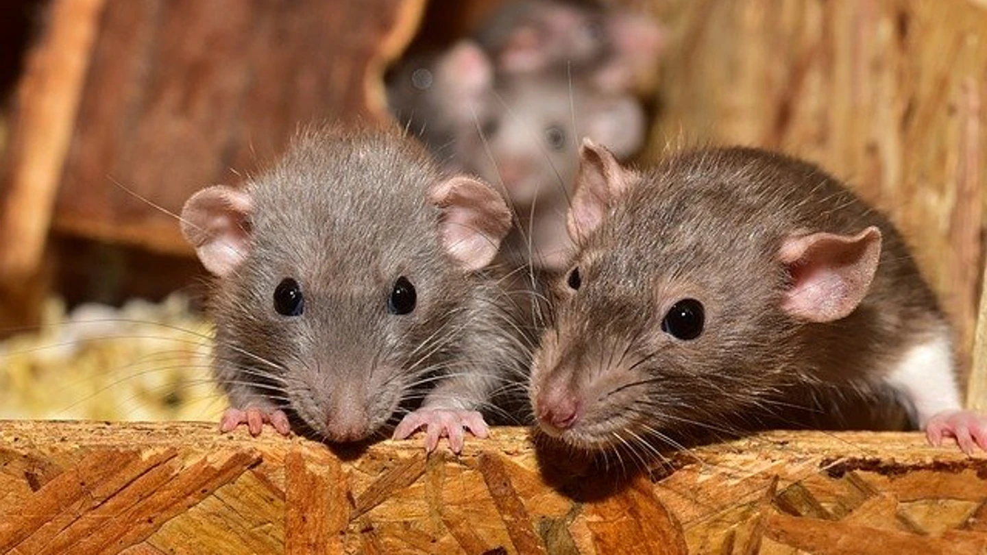 Photo: Mastomys rats, host for Lassa virus disease